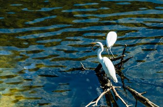 Two white egret standing on drift wood in a river looking for food