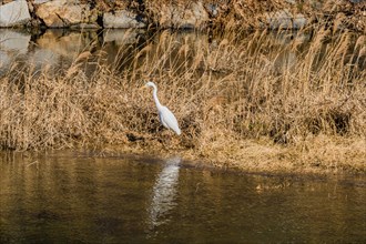 Adult egret standing in tall brown grass looking for fish in small river with still water
