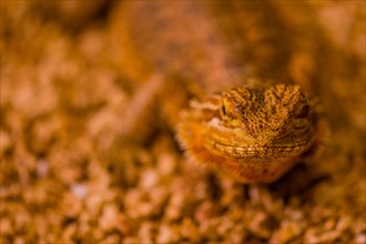 Closeup of golden colored young bearded dragon with blurred background. Selective focus of mouth