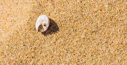 Single white seashell in the sand on a beach with marking in sand