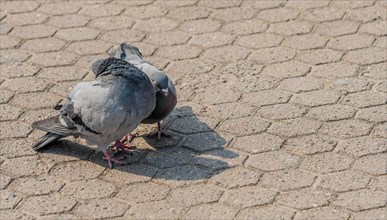 Close up of two pigeons looking for food on on the concrete ground of a park in Seoul, South Korea,