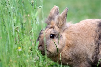 Bunny (Oryctolagus cuniculus domesticus), pet, hare, poppies, garden, Easter, Germany, close-up of