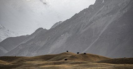 Yaks on a hill, Trans Alay Mountains, Pamir Mountains, Osh Province, Kyrgyzstan, Asia