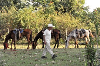 Horse hire, Vinales, Valle de Vinales, Pinar del Rio province, Cuba, Greater Antilles, Caribbean,