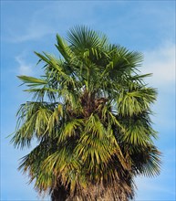 Palm tree over blue sky