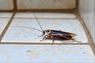A cockroach (Blattodea) with long antennae stands in a corner on light blue tiles, AI generated, AI