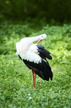 White stork (Ciconia ciconia) standing on a meadow, Bavaria, Germany, Europe