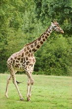 Reticulated giraffe (Giraffa camelopardalis reticulata) walking, captive, Germany, Europe
