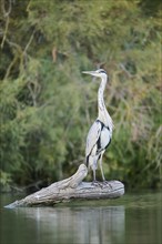 Grey heron (Ardea cinerea) standing on a tree trunk at the edge of the water, hunting, Parc Naturel