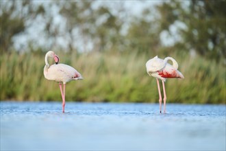 Greater Flamingos (Phoenicopterus roseus) standing in the water, Parc Naturel Regional de Camargue,