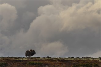 Musk ox (Ovibos moschatus) standing in front of the sky, clouds, autumn, Dovrefjell National Park,