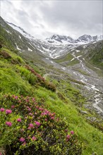 Alpine roses in bloom, view of the Schlegeisgrund valley, glaciated mountain peaks Hoher Weiszint