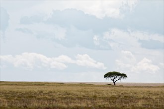 A single tree stands isolated in the vast landscape, Safari, Etosha National Park, Namibia, Africa