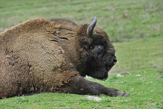 Wisent, European bison (Bison bonasus) resting in grassland