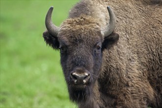 European bison, wisent (Bison bonasus) close up portrait