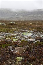Eurasian Dotterel (Charadrius morinellus) nesting on the tundra, Sweden, Europe