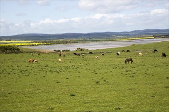 Cattle and horses grazing at Budle Bay, Northumberland coast, England, UK