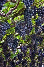 Table grapes (Vitis vinifera) growing in greenhouse in Flemish Brabant, Flanders, Belgium, Europe