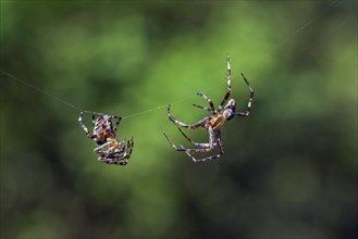 European garden spiders, diadem spider, cross spider, cross orbweaver (Araneus diadematus),