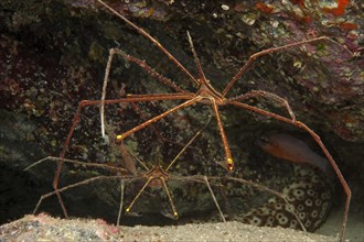 Pair of two specimens of Atlantic spider crab (Stenorhynchus lanceloatus) sitting in front of small