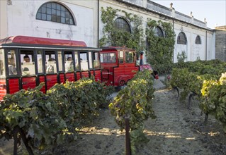 Tour group train passing grapes growing in vineyard at Gonzalez Byass bodega, Jerez de la Frontera,