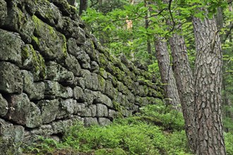 The Pagan Wall, Mur Paien in forest near Mont Sainte-Odile, Vosges, Alsace, France, Europe