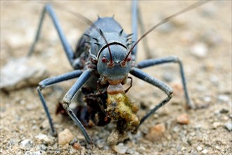 Armoured ground cricket, armored bush cricket (Acanthoplus discoidalis) eating prey, Namibia, South
