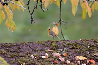 A robin stands on a moss-covered roof surrounded by autumn leaves, Stuttgart, Germany, Europe