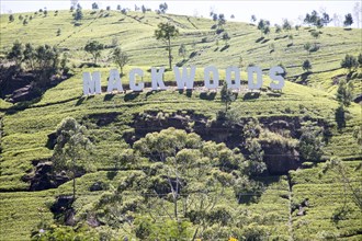 Mackwoods tea estate sign, Nuwara Eliya, Central Province, Sri Lanka, Asia