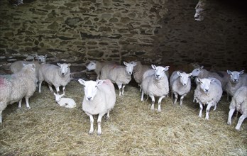 Barn with sheep, Lake District, Cumbria, England, UK