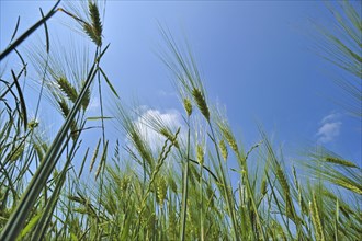 Barley ears (Hordeum vulgare) in field in spring, France, Europe