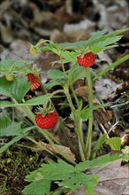 Woodland strawberry / Wild strawberries (Fragaria vesca) in forest