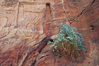 Silver-blue caper bush (Capparis cartilaginea) and carvings in sandstone rock face in the ancient