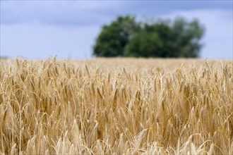 Ripe winter barley field (Hordeum vulgare) in early summer, cereals used as animal fodder and as