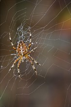 European garden spider, diadem spider, orangie, cross spider, crowned orb weaver (Araneus