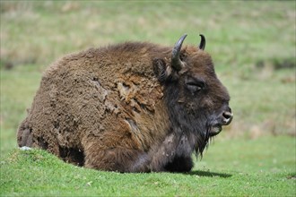 Wisent, European bison (Bison bonasus) resting in grassland
