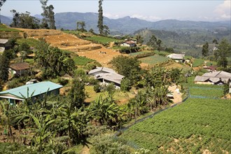 Landscape view of intensively cultivated valley sides, near Nuwara Eliya, Central Province, Sri