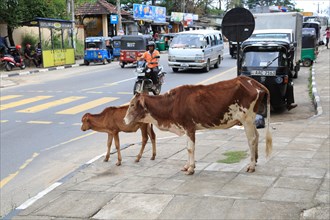 Cow and calf by roadside, Polonnaruwa. North Central Province, Sri Lanka, Asia