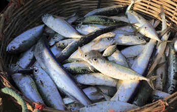 Basket of freshly caught fish, Nilavelli beach, near Trincomalee, Eastern province, Sri Lanka, Asia