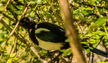 Extreme closeup of a magpie perched on the branch of a small bush on a sunny afternoon