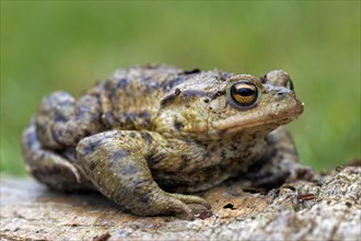 Common Toad, European Toad (Bufo bufo) in spring, Germany, Europe
