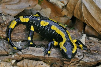 European, Fire salamander (Salamandra salamandra) among fallen leaves in forest