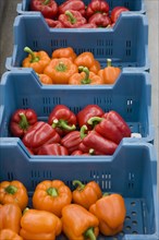 Plastic crates with orange and red bell peppers, sweet pepper (Capsicum annuum)