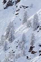 Larch trees in the snow in winter in mountain valley of the Gran Paradiso National Park, Valle