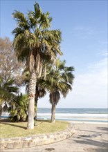 Palm trees sandy beach sea Melilla autonomous city state Spanish territory in north Africa, Spain,