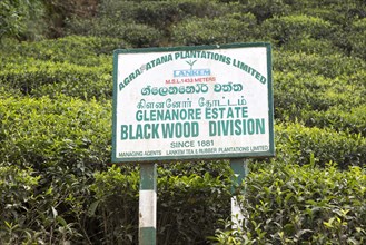 Glenanore tea estate sign, Blackwood Division, Haputale, Badulla District, Uva Province, Sri Lanka,