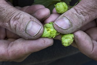 Close-up of hop cones in hand (Humulus lupulus), Poperinge, Belgium, Europe