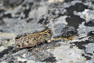 Italian locust (Calliptamus italicus) on rock, La Brenne, France, Europe