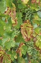 Grapes and leaves in vineyard in summer at the Vosges, Alsace, France, Europe