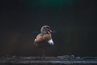 Egyptian goose (Alopochen aegyptiaca), a single bird stands on one leg on a dark background at the